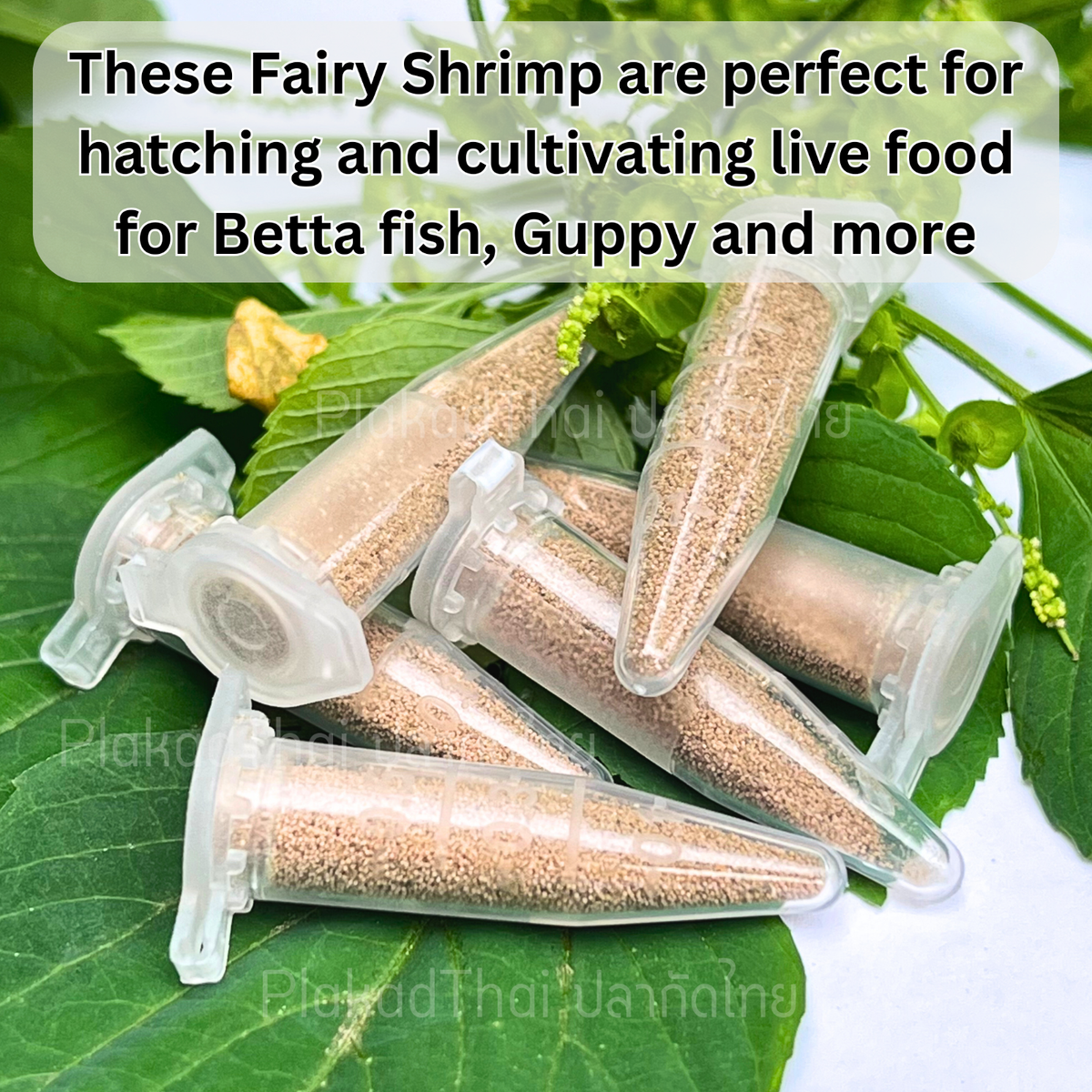 Artemia Bleaching Shell Make Fish Eat Instant Newborn Food Betta Guppy
