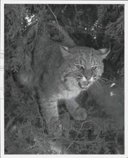 1959 Press Photo A bobcat in the woods - afx22573