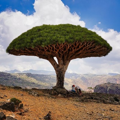Socotra dragon tree (Dracaena cinnabari) - 1 seed