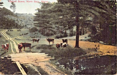 North Saco Me-Cows Weide Scene-Home Hergestellt Brücke ( Msg ) -merner Staebler