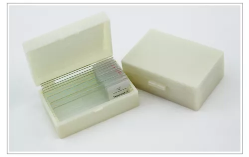 Onion Anther Meiosis Prepared Specimen Microscope Slides Cell Division Genetics - Picture 3 of 7