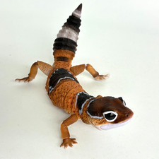 【Usado】 Figura de acción Bandai West African Gecko cola grasa AVANZADO normal 18 cm