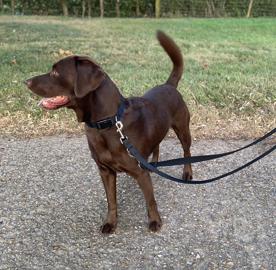 Police Style Dog Training Lead Double Ended Multi Functional 25mm Soft Webbing - Image 3 of 4
