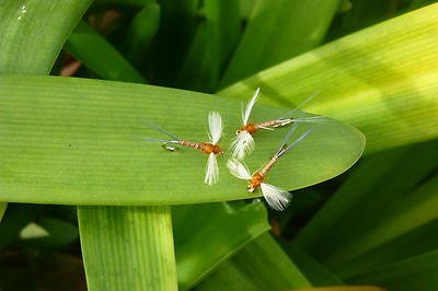 4St. RED QUILL SPINNER Trocken-Fliege Bachforelle Regenbogenforelle Äsche Trout