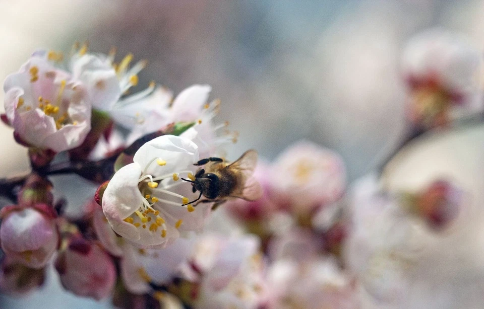 Lente INDUSTAR-50 50 mm f/3,5, URSS para FED Zorki Leica M39 montura plateada KMZ Foto 2 de 4