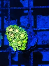 CE- WYSIWYG Greenland Rainbow Goni Frag - Live Coral LPS SPS #RZC5