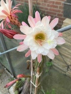 Pluma híbrida Hildewintera esqueje raro Lobivia Copiapoa Echinopsis