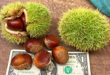 Chestnuts, Chinese -5lbs-10lbs, L--XL, Sweet Indiana grown  FREE SHIPPING