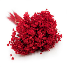 Getrocknete Glixia (Glyxia Marcela) - Rot