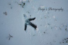 Digital image picture wallpaper chicken track in snow photo by Paige