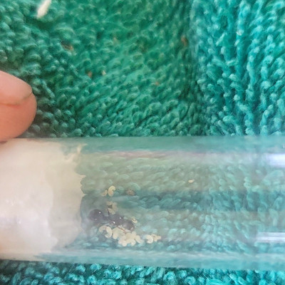 Big headed ant queen with lots of eggs