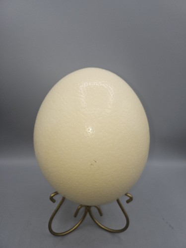 Genuine OEM Hand-Blown Ostrich Egg - Natural Unpainted 5" Excellent For Projects
