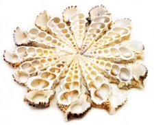 12 Center Cut Knobby Cerithium Shells 3-4"  Coastal Arts Crafts Bech Decor