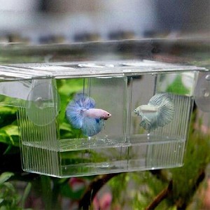 fish fry tank