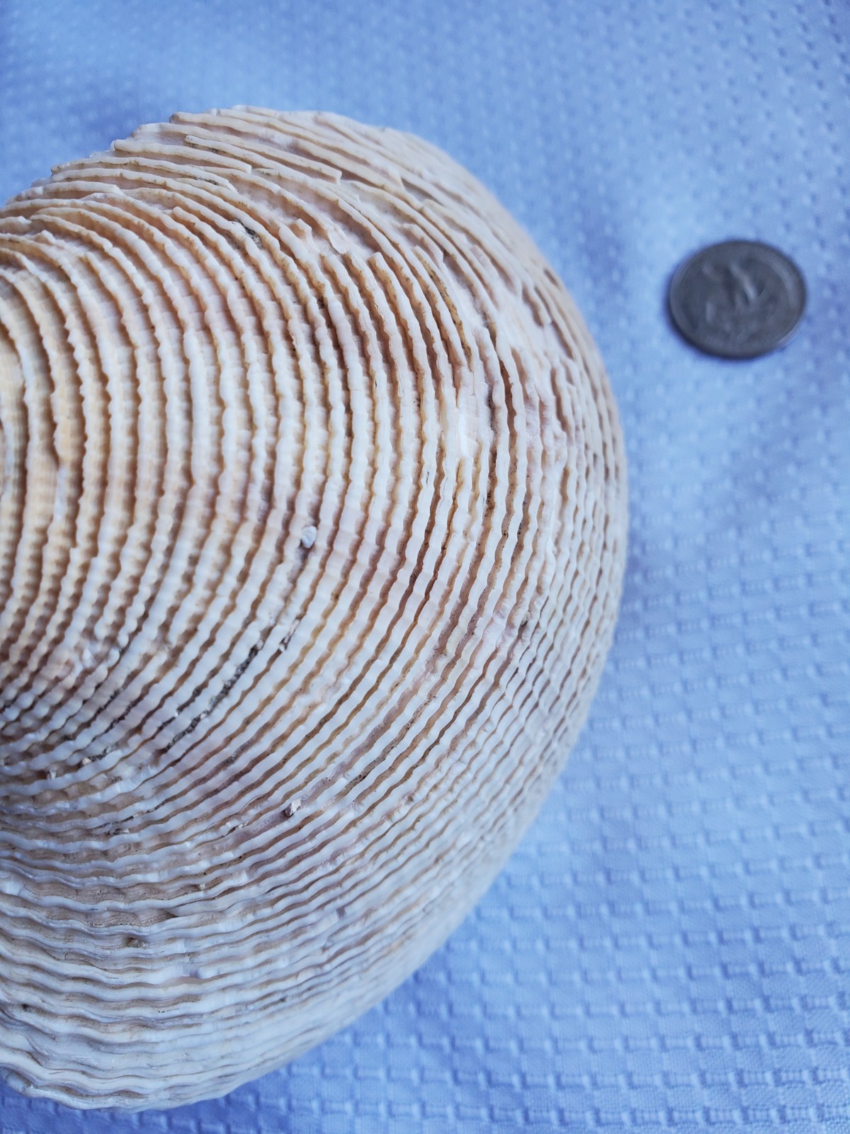 VTG Estate Find Large Clam Shell Venus Clam? Aquarium Decor or Crafting 5 Inch