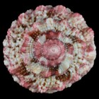 Afbeelding 2 van 4