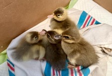 Half Dozen plus Indian Runner duck hatching eggs. Expect Pencilled and Grays.