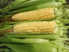 Corn Seeds,  Ashworth Sweet Corn Seeds, "COOL BEANS N SPROUTS" Brand. Home Garde