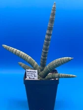 Sansevieria Cylindrica patula Boncel - Ships in 3.5" Pot - Mother in Laws Tongue