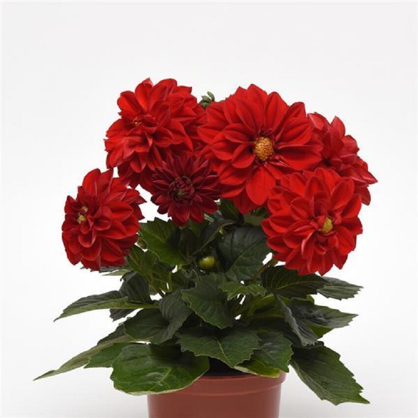 9/13.14.16 ダリア様 50 Dahlia Seeds Figaro Red Shade Dahlia Seed | eBay