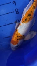 10in Heisei Nishiki Butterfly American Japanese Koi Live   KoiGazer