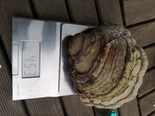 400g 0g Gąbka zgniliznowa Grzyb leczniczy świeżo zebrany 26.03.26