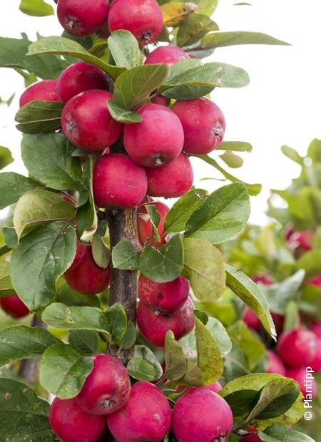 Malus transitoria Appletini pour fleurir votre terrasse et balcon en ville