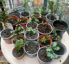 GOLD-YELLOW CONIFER ,JUNIPERUS ,CEDER PLANTS WITH  POT