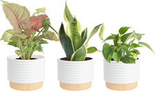 Live Indoor House Plants 3-Pack , Hand Selected Easy to Maintain Indoor Assorte