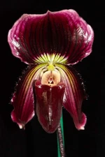 Paphiopedilum QF Kiona #9  (fairrieanum x Shunan Pride), in flower