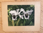 Edithe Beutler Signed Orchid Oil Colored Photo Hawaii c1940 + her book signed — photo 2