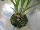 Eria spicata, ( LILY OF THE VALLEY) NOT IN BLOOM HARD TO FIND PLANT — photo 2
