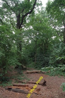 Photo 6x4 Ainslie Wood Chingford This five acre ancient woodland was once c2016