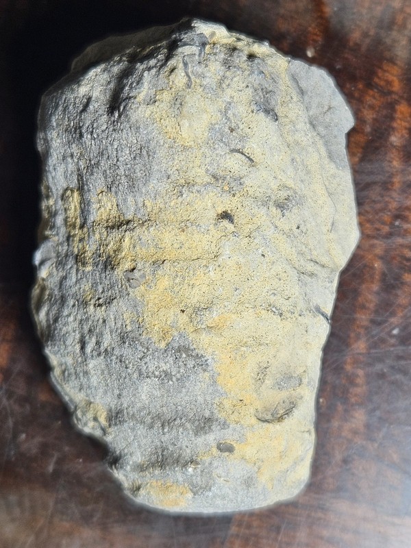 Nevadacoelia wistae Bassler, 1927, Antelope Valley Lms. Ikes Canyon, Nevada