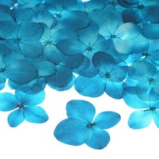 60er-Pack getr. Pressblumen f&uuml;r Harz, echt, Basteln/DIY, hellblau