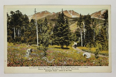 Rocky Mtn National Park Estes Park CO Wildflowers Burlington Route c1910s