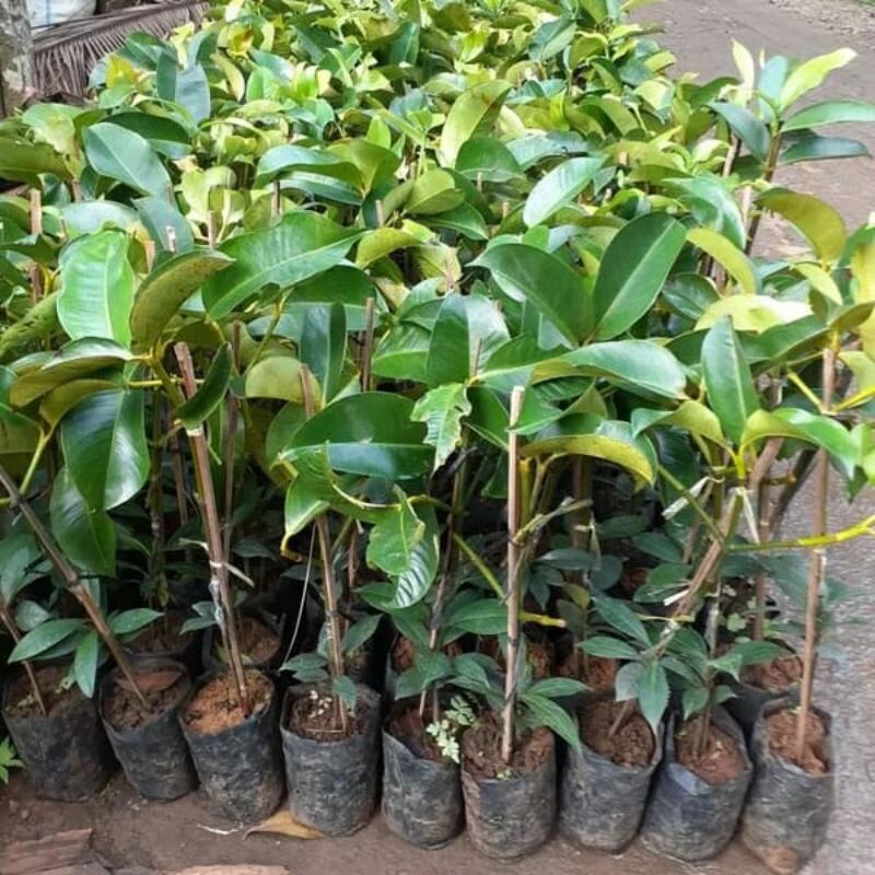 grafted Mangosteen Tree Garcinia mangosten, tropical fruit 16"19