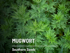 Mugwort Seeds, Heirloom Medicinal Herb, Artemisia vulgaris, USA Grown