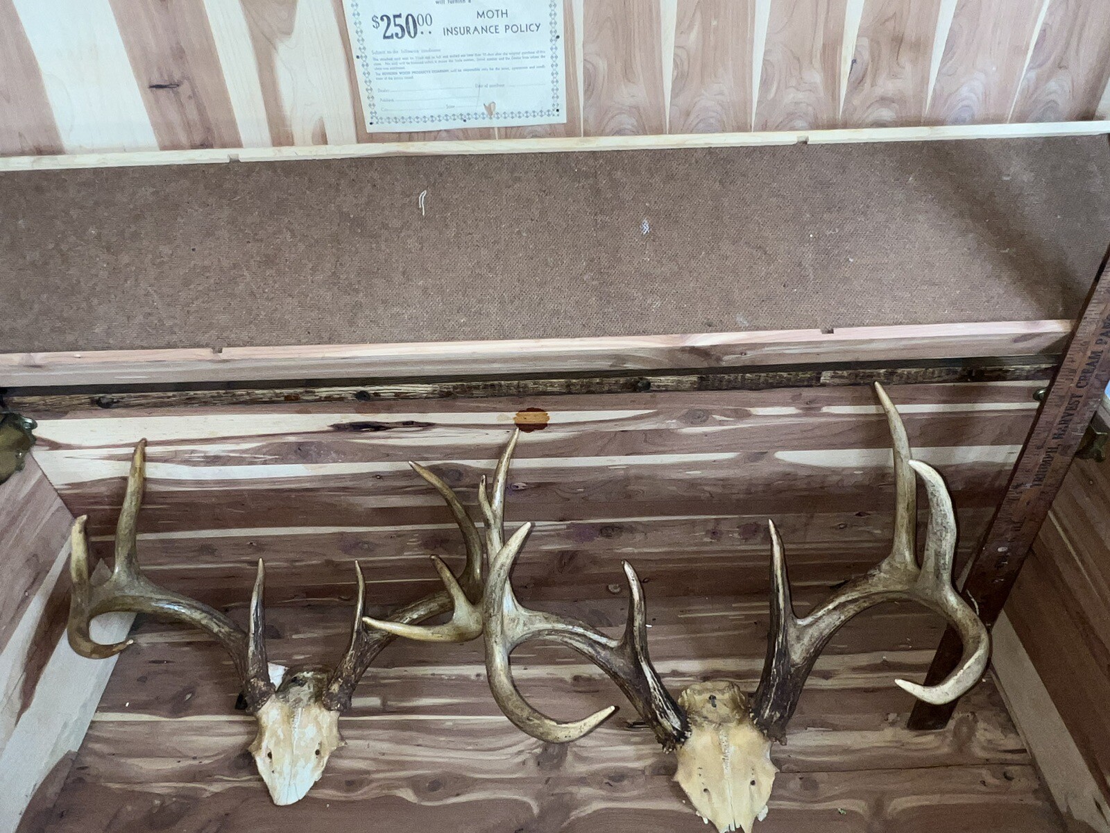 2 Huge Racks Whitetail Deer Skull Plate Antler Rack Cabin Mount