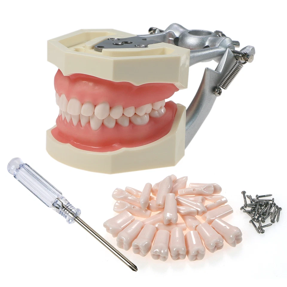 Modelo dental detallado Fit Kilgore NISSIN 500 Typodont 28 piezas con dientes extraíbles Foto 2 de 4