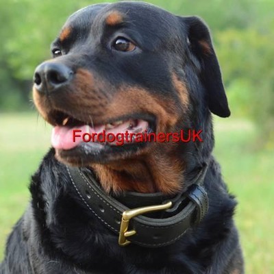 rottweiler collars