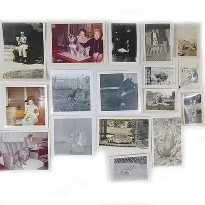 1940s-70s Various Animal and Pet Photos 17 Total Cats Dogs Badger Frog