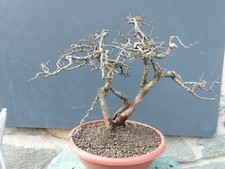 Pre-Bonsai Di Prunus Spinosa 45x10cm Tronco Potente Maestoso Yamadori Cortecciat