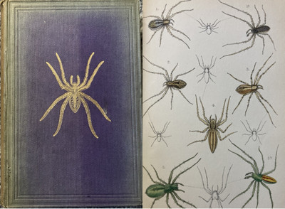 British Spiders: An Introduction To The Study Of Araneidae Staveley Illustrated 