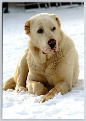 Postcard Central Asian Herding in Snow Dog Breed Canis lupus familiaris