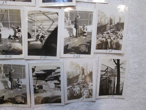 23 FOTO ISTANTANEE originali Family Estate anni '30 Chicago Brookfield Zoo - Foto 5 di 6