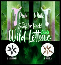 Wild Lettuce Seeds PACK (Lactuca serriola AND canadensis) herb 50+ - USA