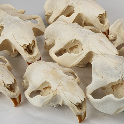 #ad #ad Real Beaver Skull Top A Grade Quality Generic Castor canadensis USA $12.99