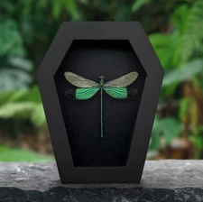 Real Dragonfly Coffin Frame Taxidermy Insect Bug Mounted Gothic Home Decor
