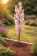 zimmerpflanze bambus Bambus kaufen | Fargesia Rufa | winterharter Gartenbambus | Ø 23, 110 cm